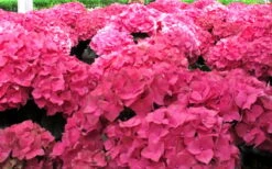 Merritts Supreme Hydrangea - 3 Gallon Pot -Flowers World Shop Hydrangea Merrits Supreme Pink 12