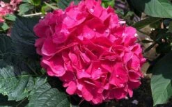 Merritts Supreme Hydrangea - 3 Gallon Pot -Flowers World Shop Hydrangea Merrits Supreme Pink 13