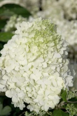 Moon Dance Hydrangea - 2 Gallon Pot -Flowers World Shop Hydrangea Moon Dance 2