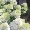 Moon Dance Hydrangea - 2 Gallon Pot -Flowers World Shop Hydrangea Moon Dance 3