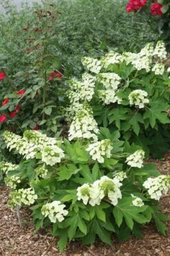 Munchkin Dwarf Oakleaf Hydrangea - 3 Gallon Pot -Flowers World Shop Hydrangea Munchkin 11 1