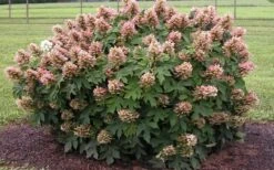 Munchkin Dwarf Oakleaf Hydrangea - 1 Gallon Pot -Flowers World Shop Hydrangea Munchkin
