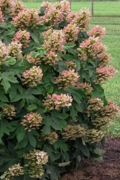 Munchkin Dwarf Oakleaf Hydrangea - 1 Gallon Pot -Flowers World Shop Hydrangea Munchkin 500x750 1