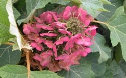 Munchkin Dwarf Oakleaf Hydrangea - 1 Gallon Pot -Flowers World Shop Hydrangea Munchkin Bloom Closeup