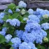 Nikko Blue Hydrangea - 1 Gallon Pot 2 Nikko Blue Hydrangea - 1 Gallon Pot -Flowers World Shop Hydrangea Nikko Blue 500x750 1