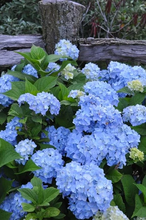 Nikko Blue Hydrangea - 1 Gallon Pot 3 Nikko Blue Hydrangea - 1 Gallon Pot