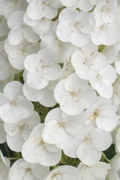 Alice Oakleaf Hydrangea - 3 Gallon Pot -Flowers World Shop Hydrangea Oakleaf Alice 2