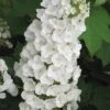 Alice Oakleaf Hydrangea - 3 Gallon Pot -Flowers World Shop Hydrangea Oakleaf Alice 3