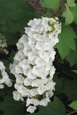 Alice Oakleaf Hydrangea - 3 Gallon Pot -Flowers World Shop Hydrangea Oakleaf Alice 4