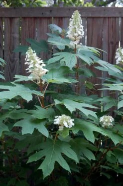 Alice Oakleaf Hydrangea - 3 Gallon Pot -Flowers World Shop Hydrangea Oakleaf Alice 6