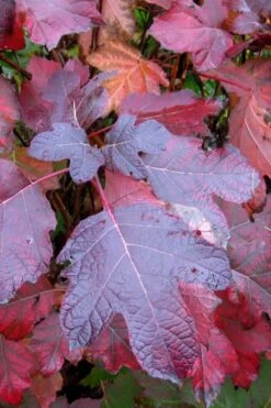 Alice Oakleaf Hydrangea - 3 Gallon Pot -Flowers World Shop Hydrangea Oakleaf Alice 7