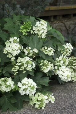 Pee Wee Dwarf Oakleaf Hydrangea - 2 Gallon Pot -Flowers World Shop Hydrangea Oakleaf Pee Wee 11 2