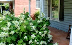 Pee Wee Dwarf Oakleaf Hydrangea - 1 Gallon Pot -Flowers World Shop Hydrangea Oakleaf Pee Wee