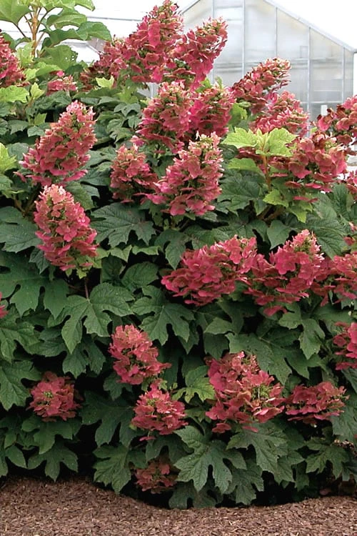 Ruby Slippers Dwarf Oakleaf Hydrangea - 2 Gallon Pot 3 Ruby Slippers Dwarf Oakleaf Hydrangea - 2 Gallon Pot