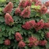 Ruby Slippers Dwarf Oakleaf Hydrangea - 7 Gallon Pot -Flowers World Shop Hydrangea Oakleaf Ruby Slippers 500x750 2