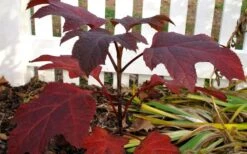 Ruby Slippers Dwarf Oakleaf Hydrangea - 3 Gallon Pot -Flowers World Shop Hydrangea Oakleaf Ruby Slippers Fall Foliage Color 2