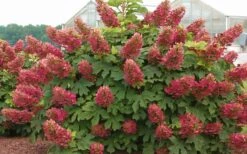 Ruby Slippers Dwarf Oakleaf Hydrangea - 7 Gallon Pot 11 Ruby Slippers Dwarf Oakleaf Hydrangea - 7 Gallon Pot -Flowers World Shop Hydrangea Oakleaf Ruby Slippers Full Bloom 1