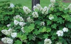 Ruby Slippers Dwarf Oakleaf Hydrangea - 2 Gallon Pot 13 Ruby Slippers Dwarf Oakleaf Hydrangea - 2 Gallon Pot -Flowers World Shop Hydrangea Oakleaf Ruby Slippers Opening Color