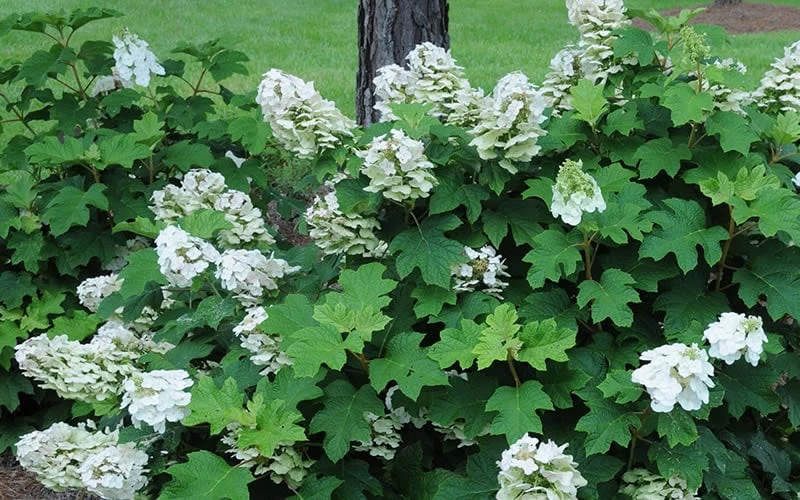Ruby Slippers Dwarf Oakleaf Hydrangea - 1 Gallon Pot 8 Ruby Slippers Dwarf Oakleaf Hydrangea - 1 Gallon Pot - Image 6