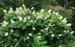 Semmes Beauty Oakleaf Hydrangea - 3 Gallon Pot -Flowers World Shop Hydrangea Oakleaf Semmes Beauty 10