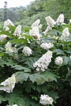 Snow Queen Oakleaf Hydrangea - 1 Gallon Pot -Flowers World Shop Hydrangea Oakleaf Snow Queen 10 1
