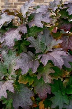 Snow Queen Oakleaf Hydrangea - 2 Gallon Pot -Flowers World Shop Hydrangea Oakleaf Snow Queen 3 2