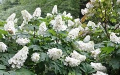 Snow Queen Oakleaf Hydrangea - 2 Gallon Pot -Flowers World Shop Hydrangea Oakleaf Snow Queen 6 2