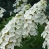 Snow Queen Oakleaf Hydrangea - 1 Gallon Pot -Flowers World Shop Hydrangea Oakleaf Snow Queen 8 1