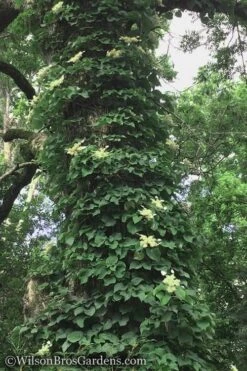 Moonlight Climbing Hydrangea - 5 Gallon Pot -Flowers World Shop Hydrangea Petiolaris Climbing Tree 18 2