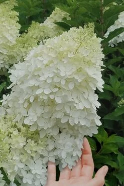 Phantom Hydrangea - 3 Gallon Pot -Flowers World Shop Hydrangea Phantom 20 1
