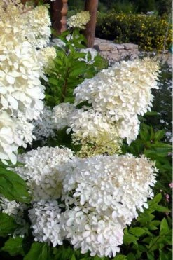Phantom Hydrangea - 5 Gallon Pot 11 Phantom Hydrangea - 5 Gallon Pot -Flowers World Shop Hydrangea Phantom 500x750 4