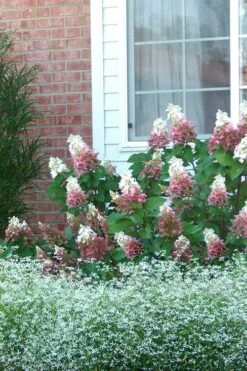 Pinky Winky Hydrangea - 3 Gallon Pot 11 Pinky Winky Hydrangea - 3 Gallon Pot -Flowers World Shop Hydrangea Pinky Winky 12