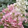 Pinky Winky Hydrangea - 3 Gallon Pot -Flowers World Shop Hydrangea Pinky Winky BS