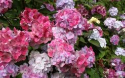 Preziosa Multi Color Hydrangea - 1 Gallon Pot -Flowers World Shop Hydrangea Preziosa 18 1
