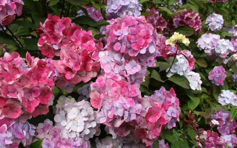 Preziosa Multi Color Hydrangea - 3 Gallon Pot 7 Preziosa Multi Color Hydrangea - 3 Gallon Pot - Image 5