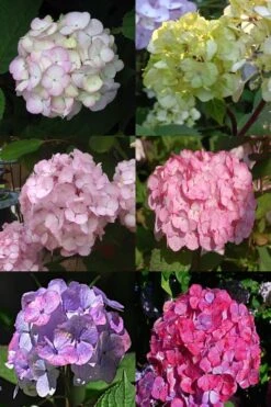 Preziosa Multi Color Hydrangea - 3 Gallon Pot 11 Preziosa Multi Color Hydrangea - 3 Gallon Pot -Flowers World Shop Hydrangea Preziosa 19