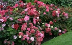 Preziosa Multi Color Hydrangea - 1 Gallon Pot -Flowers World Shop Hydrangea Preziosa 7 1