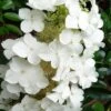 Semmes Beauty Oakleaf Hydrangea - 3 Gallon Pot -Flowers World Shop Hydrangea Semmes Beauty 10