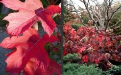 Semmes Beauty Oakleaf Hydrangea - 3 Gallon Pot -Flowers World Shop Hydrangea Semmes Beauty Fall Foliage Color