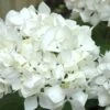 Sister Theresa Hydrangea - 3 Gallon Pot -Flowers World Shop Hydrangea Sister Theresa 2 500x750 1
