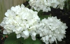Sister Theresa Hydrangea - 1 Gallon Pot -Flowers World Shop Hydrangea Sister Theresa 50 1