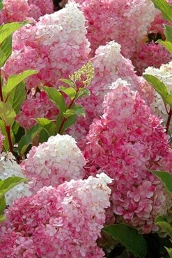 Strawberry Sundae Hydrangea - 1 Gallon Pot -Flowers World Shop Hydrangea Strawberry Sundae Flowers 3 1