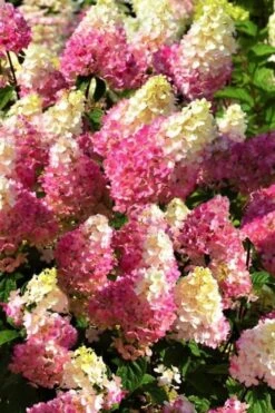 Strawberry Sundae Hydrangea - 1 Gallon Pot -Flowers World Shop Hydrangea Strawberry Sundae Flowers 5 1