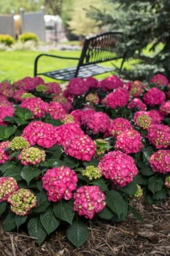 Summer Crush Endless Summer Hydrangea - 1 Gallon Pot -Flowers World Shop Hydrangea Summer Crush Endless Summer 3