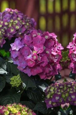 Summer Crush Endless Summer Hydrangea - 7 Gallon Pot -Flowers World Shop Hydrangea Summer Crush Endless Summer 4 4