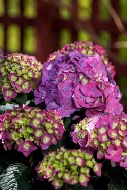 Summer Crush Endless Summer Hydrangea - 7 Gallon Pot -Flowers World Shop Hydrangea Summer Crush Endless Summer 5 4