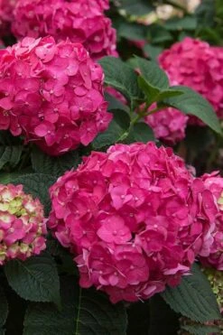 Summer Crush Endless Summer Hydrangea - 3 Gallon Pot -Flowers World Shop Hydrangea Summer Crush Endless Summer 6 3