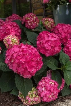 Summer Crush Endless Summer Hydrangea - 2 Gallon Pot -Flowers World Shop Hydrangea Summer Crush Endless Summer 7 1