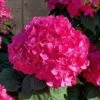 Summer Crush Endless Summer Hydrangea - 1 Gallon Pot -Flowers World Shop Hydrangea Summer Crush Endless Summer 8