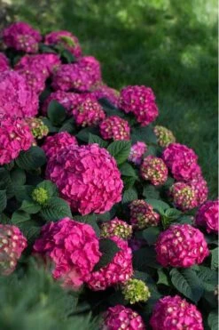 Summer Crush Endless Summer Hydrangea - 2 Gallon Pot -Flowers World Shop Hydrangea Summer Crush Endless Summer 9 1